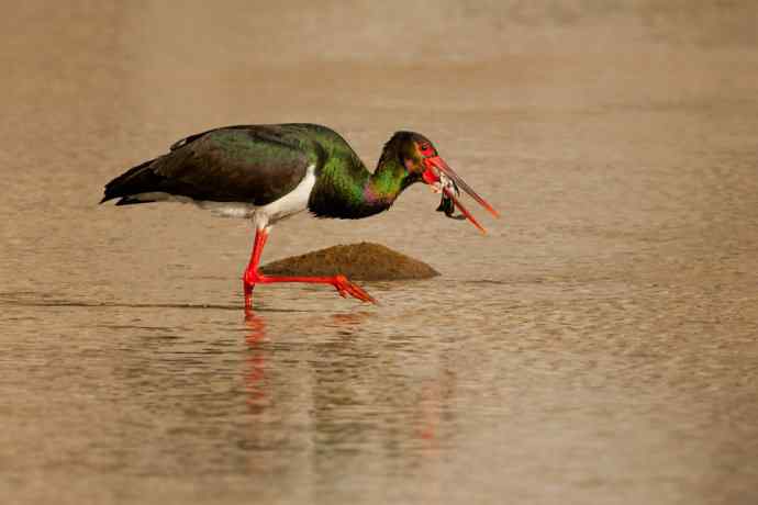 鹭鹳相争 wbr拍翁得意☆★ 鹭鹳相争 wbr拍翁得意☆★