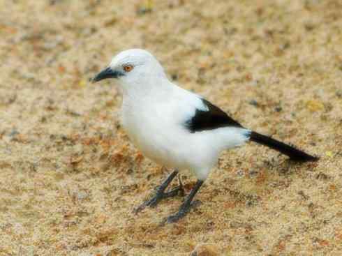 美丽无罪：雀鸟之绿鹛