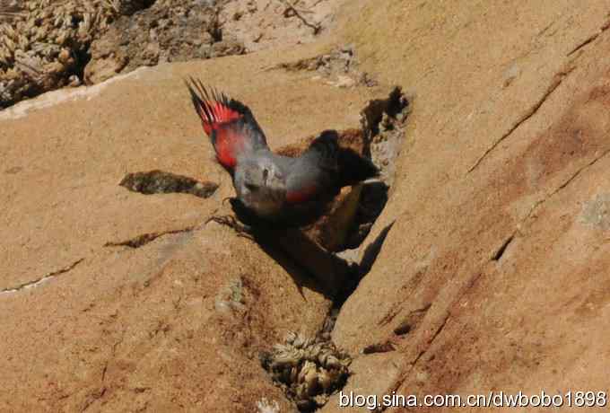 优雅红翅 wbr旋壁山岩