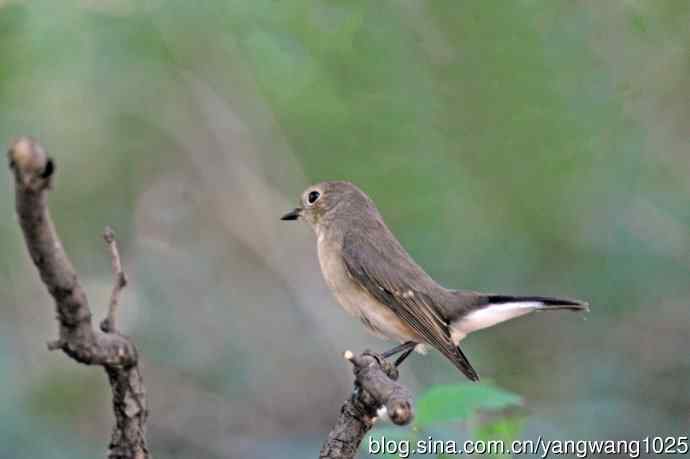 秋天的红喉姬鹟（2）