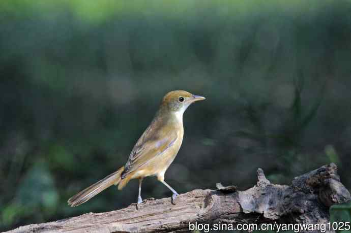 厚嘴苇莺(6) 厚嘴苇莺(6)