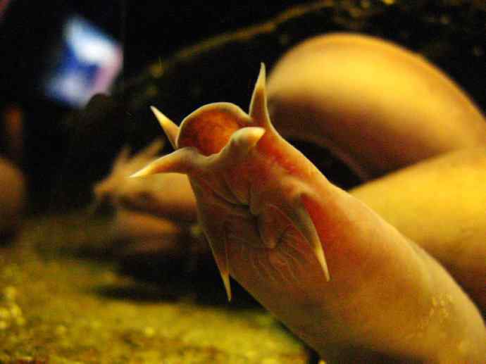 鱼类活化石：盲鳗