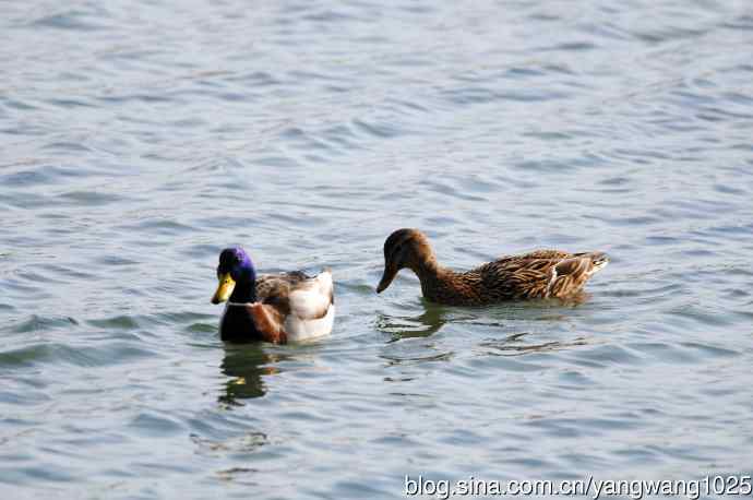 绿头鸭（1）