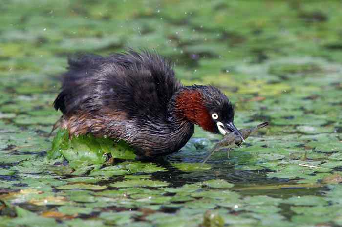 杭州老郑摄影续 杭州老郑摄影续