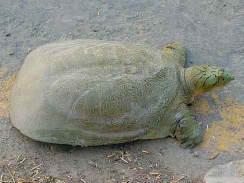 玄武：传说的兽原型探秘（鳖）