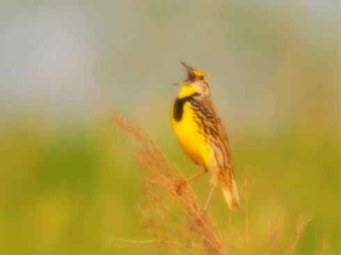 家禽驯化之源之三十二