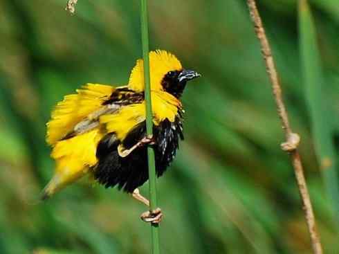 极品红色鸟类:红艳织雀 极品红色鸟类:红艳织雀