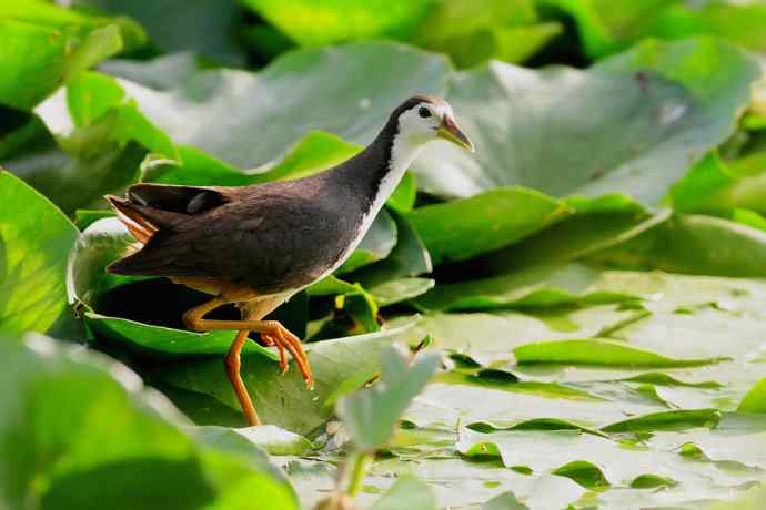 龙潭西湖的白胸苦恶鸟