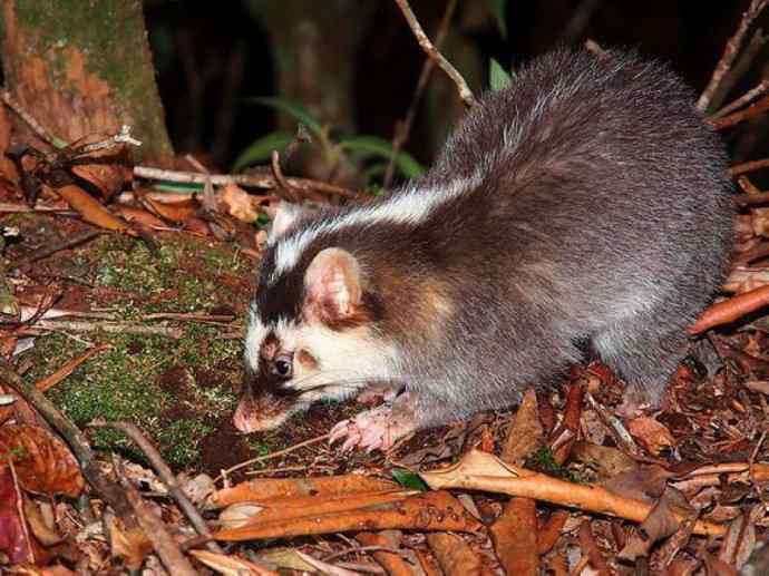 犬科：狐亚科之大耳狐