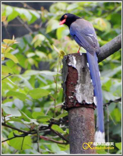 瓦屋山拍鸟（瓦屋山系列三）【照片】