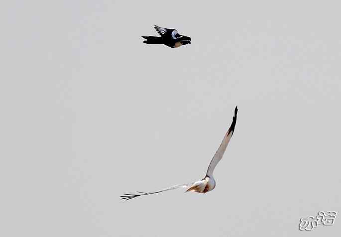官厅水库&nbsp;wbr路&nbsp;wbr被喜鹊驱赶的白尾鹞