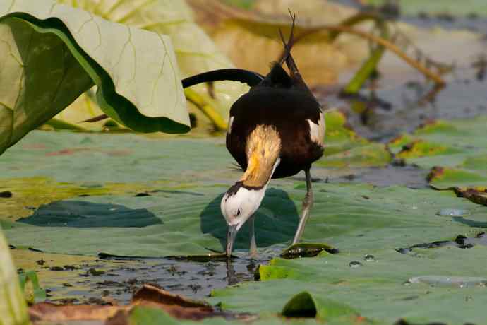 金领仙风.水凤凰