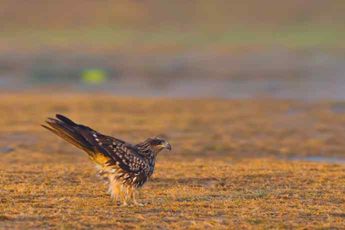 黑耳鸢（自然摄影）