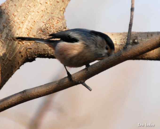 乖巧玲珑滴银喉长尾山雀