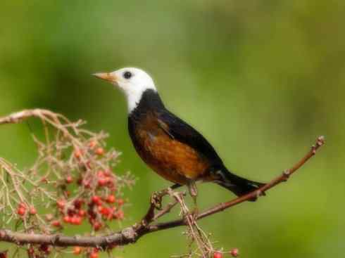 白头鸟系列:另类的美丽（岛鸫）