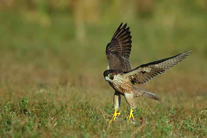 亮翅（秋阳下的游隼）