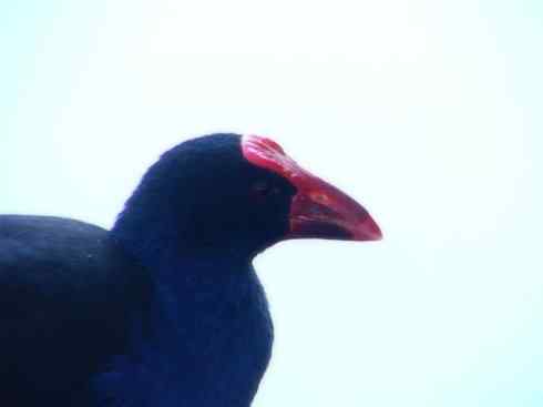 奇特的盔：紫水鸡