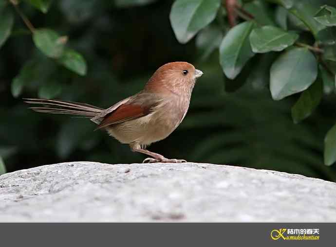 小鸟随拍【实拍】