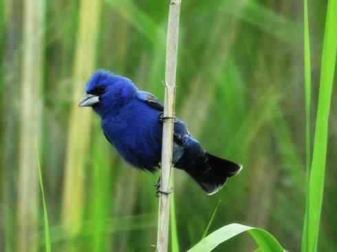 美丽无罪：雀鸟之彩鹀