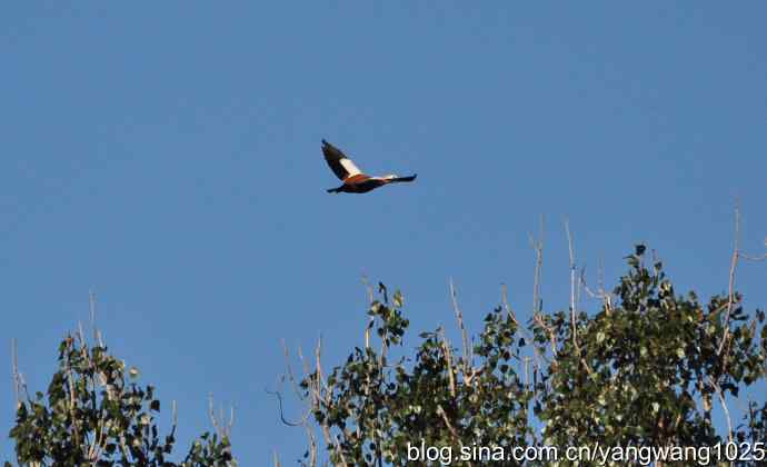 飞 wbr（赤麻鸭） wbr1