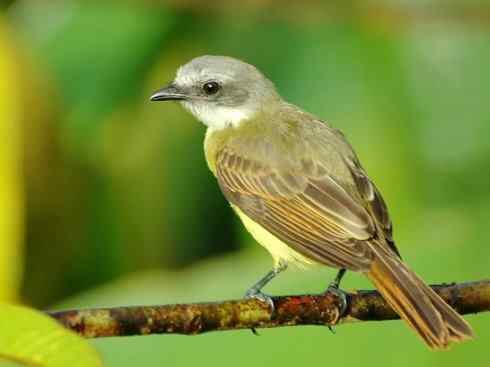 极品红色鸟类:朱红霸鶲 极品红色鸟类:朱红霸鶲
