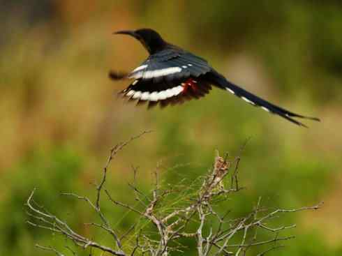 绝色攀禽:戴胜与林戴胜 绝色攀禽:戴胜与林戴胜