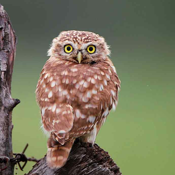 不期而遇——纵纹腹小鸮