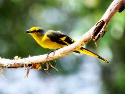 美丽无罪：雀鸟之山椒鸟