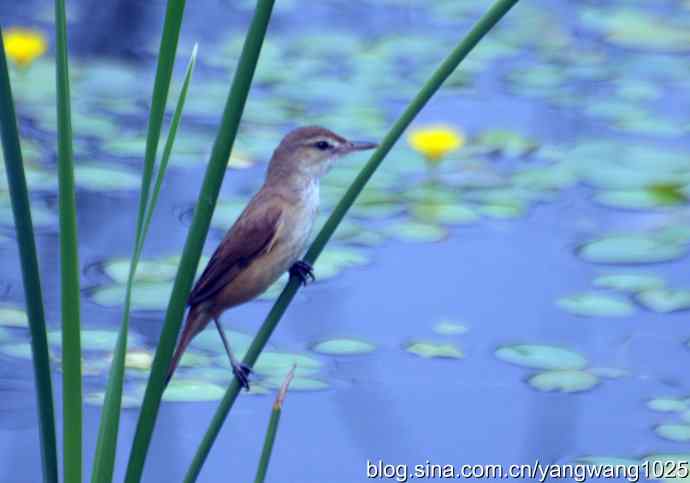 大苇莺 大苇莺
