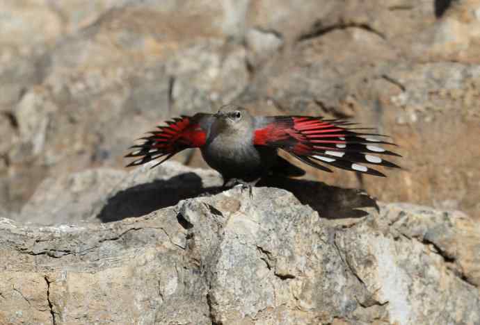 红翅旋壁雀 红翅旋壁雀