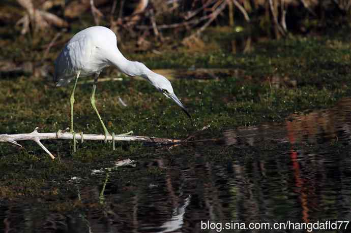 美国鸟类摄影——白色的小蓝鹭 (2)