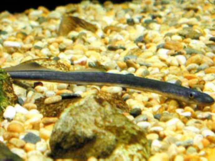 鱼类活化石：背眼七鳃鳗