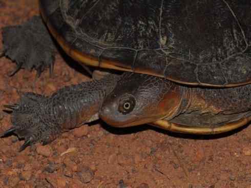 玄武：传说的兽原型探秘（澳洲长颈龟）