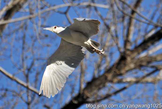 飞(夜鹭)2 飞(夜鹭)2
