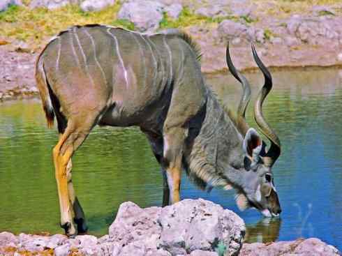 麒麟：传说的兽原型探秘（紫羚）