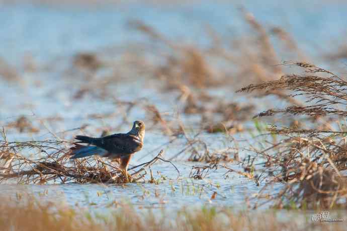 【行为-纪实】野鸭湖觅食的白腹鹞