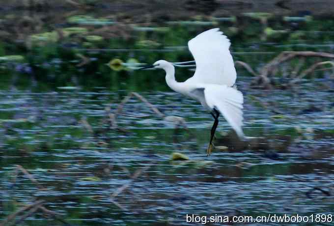 小白鹭黄昏捕鱼 小白鹭黄昏捕鱼