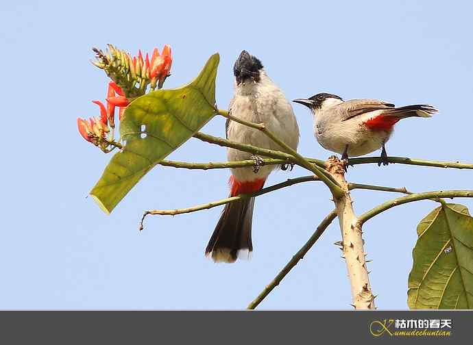 云南拍鸟：记录到九种鈥滒氢潯臼蹬摹