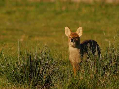 麒麟：传说的兽原型探秘（驼鹿）