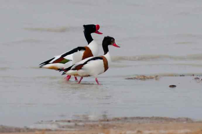 科尔沁湿地的翘鼻麻鸭 科尔沁湿地的翘鼻麻鸭
