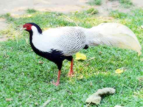 凤凰：传说中的鸟原型探秘（鹇）