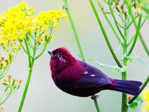 极品红色鸟类：酒红朱雀