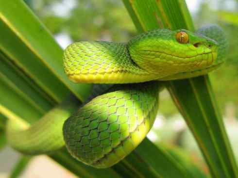 龙:传说的兽原型探秘(蝮蛇类) 龙:传说的兽原型探秘(蝮蛇类)