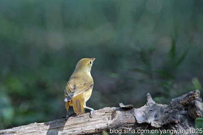 厚嘴苇莺(6) 厚嘴苇莺(6)