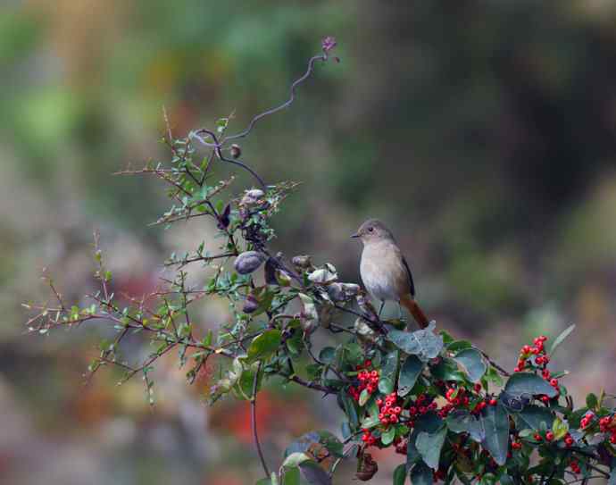 赭红尾鸲唱黄花 赭红尾鸲唱黄花