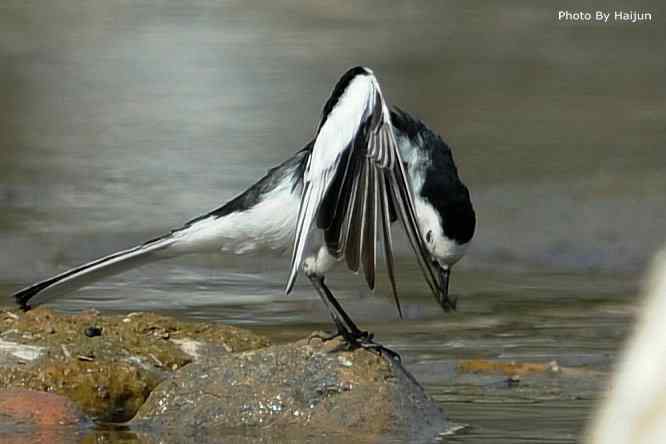 鸟为悦己者容(白鹡鸰梳洗版)