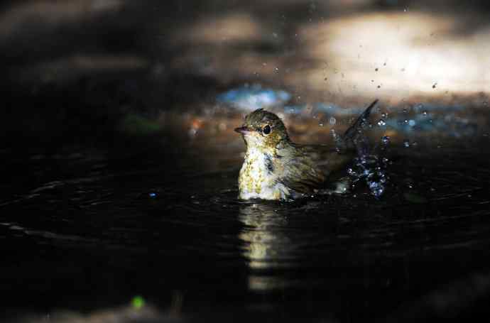 浴（雌性蓝歌鸲）