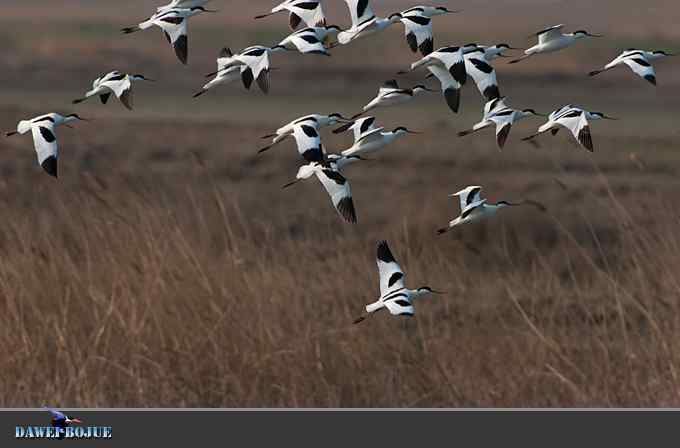 迁徙的鸟：飞翔的反嘴鹬