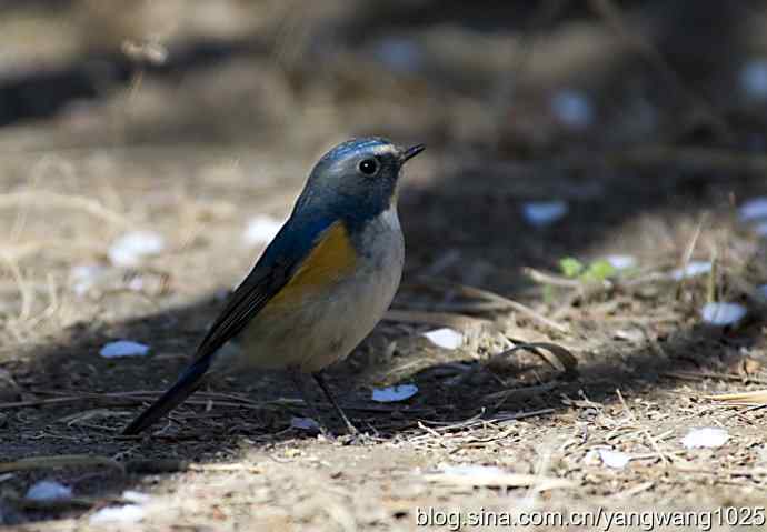 自然和谐的日坛公园（雄性红胁蓝尾鸲）