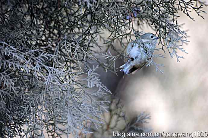 柏树丛中的戴菊 wbr3